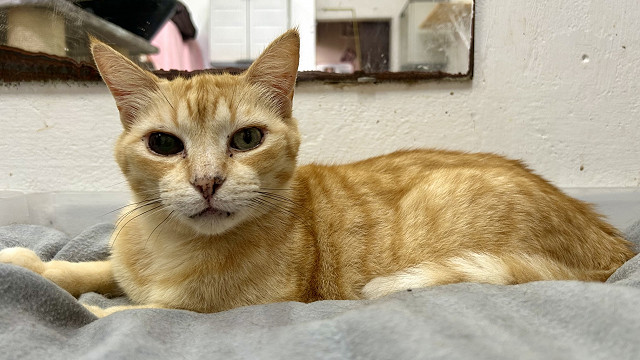 Garfield
