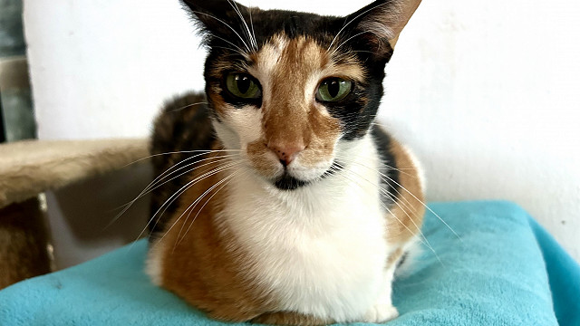 Nikita