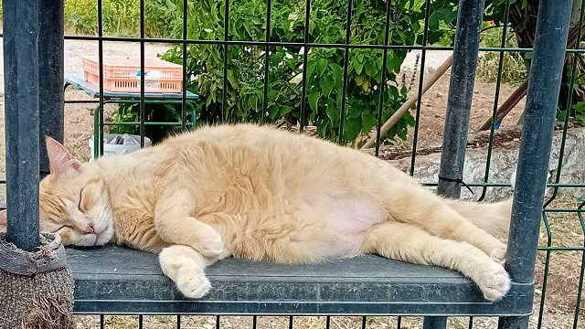 Garfield